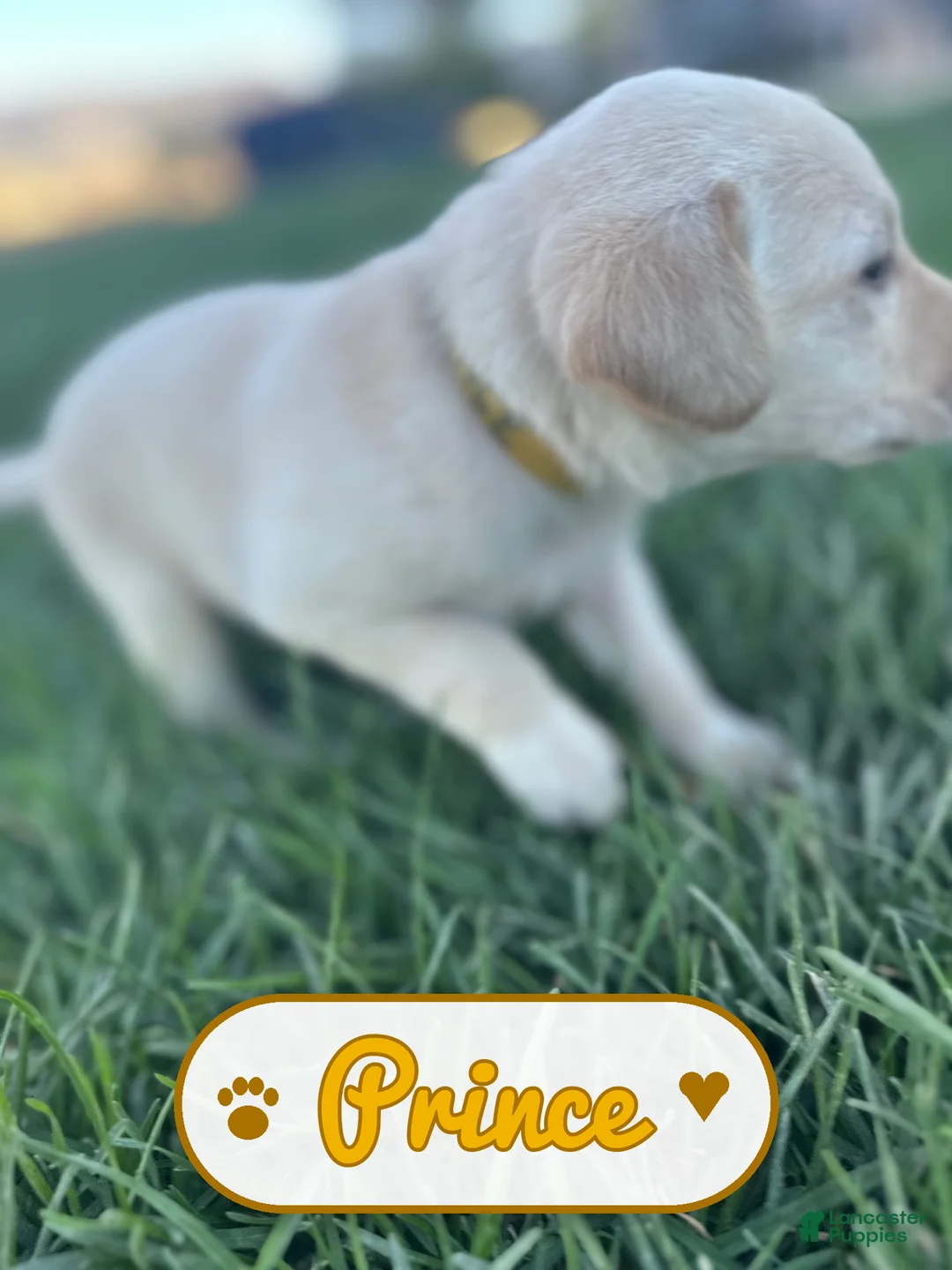 Labrador Retriever dogs for sale: Prince - Ad 1