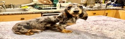 Dachshund dogs for sale: Ch Harriet LH dappleAkc - Ad 5