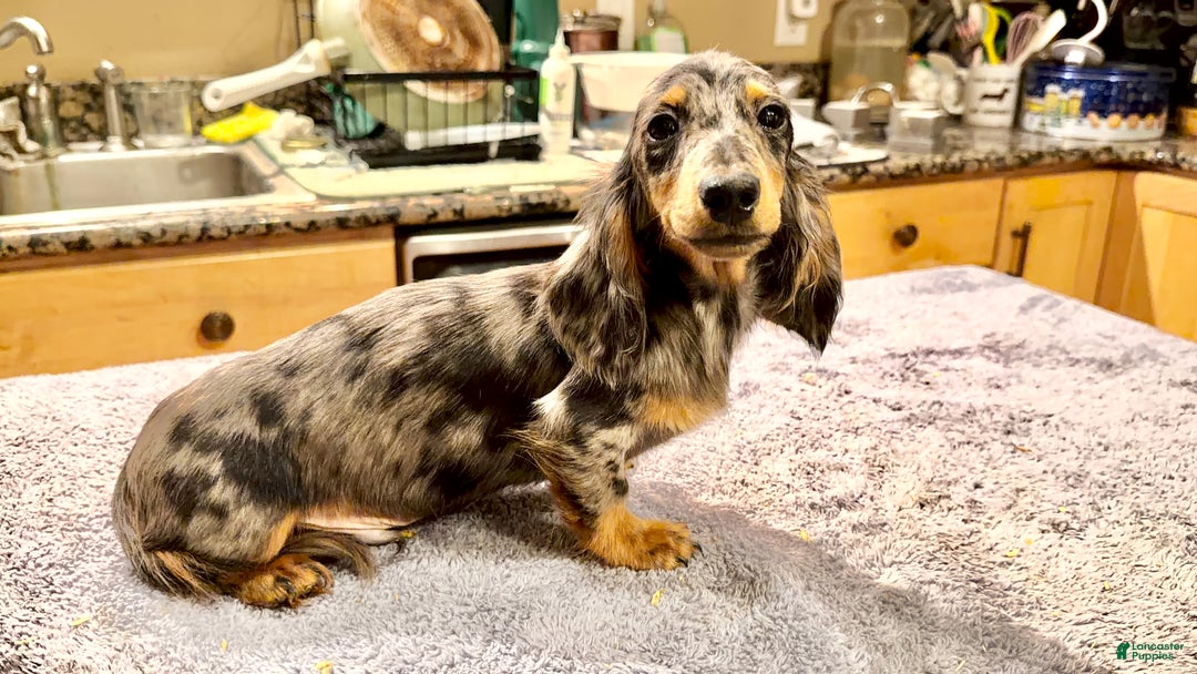 Dachshund dogs for sale: Ch Harriet LH dappleAkc - Ad 5
