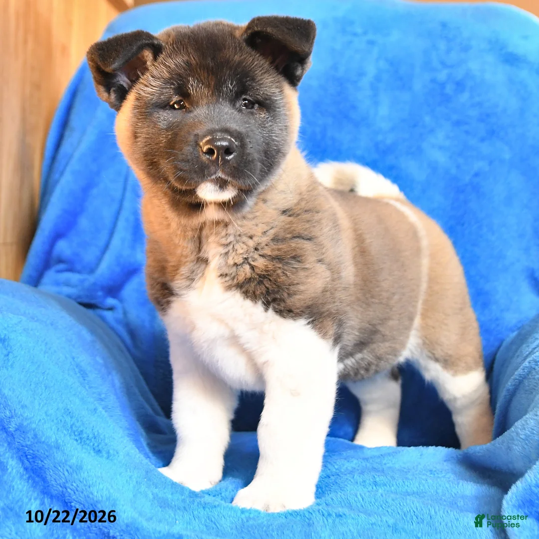 Akita dogs for sale: Rosalynn - Ad 2
