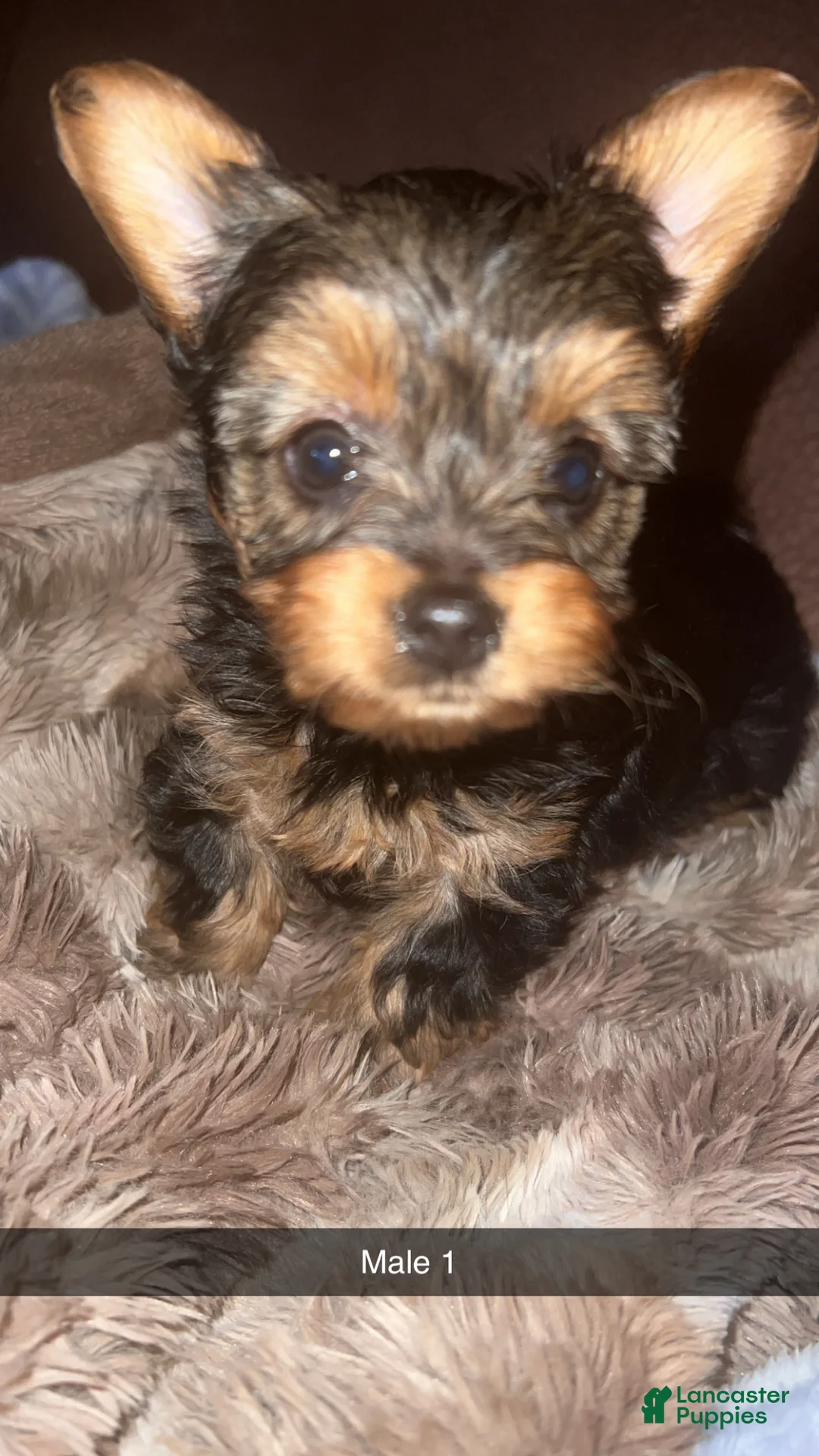 Yorkshire Terrier dogs for sale: Yorkshire Terrier Puppy 2 - Ad 1
