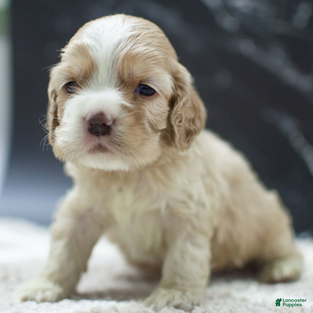 Cocker Spaniel dogs for sale: Viking - Ad 2