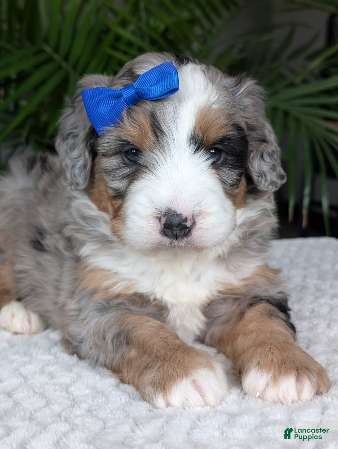Mini Bernedoodle dogs for sale: Mini Louie  - Ad 18