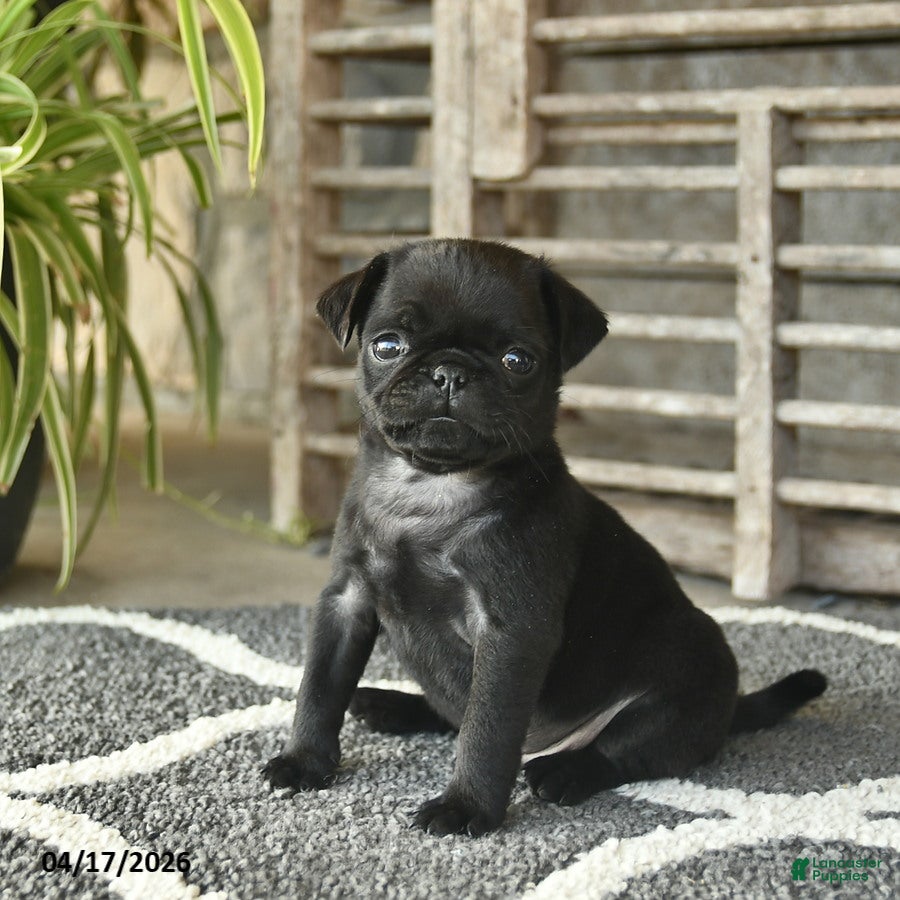 Pug dogs Teddy  - Ad 1