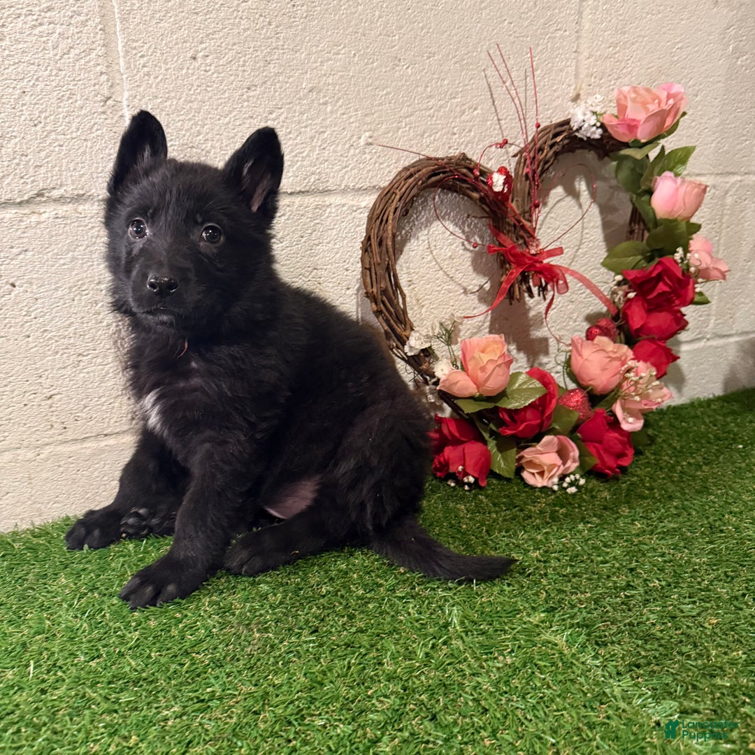 German Shepherd dogs for sale: SCAMPI - Ad 9