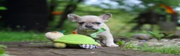 French Bulldog dogs for sale: Ace - Ad 6