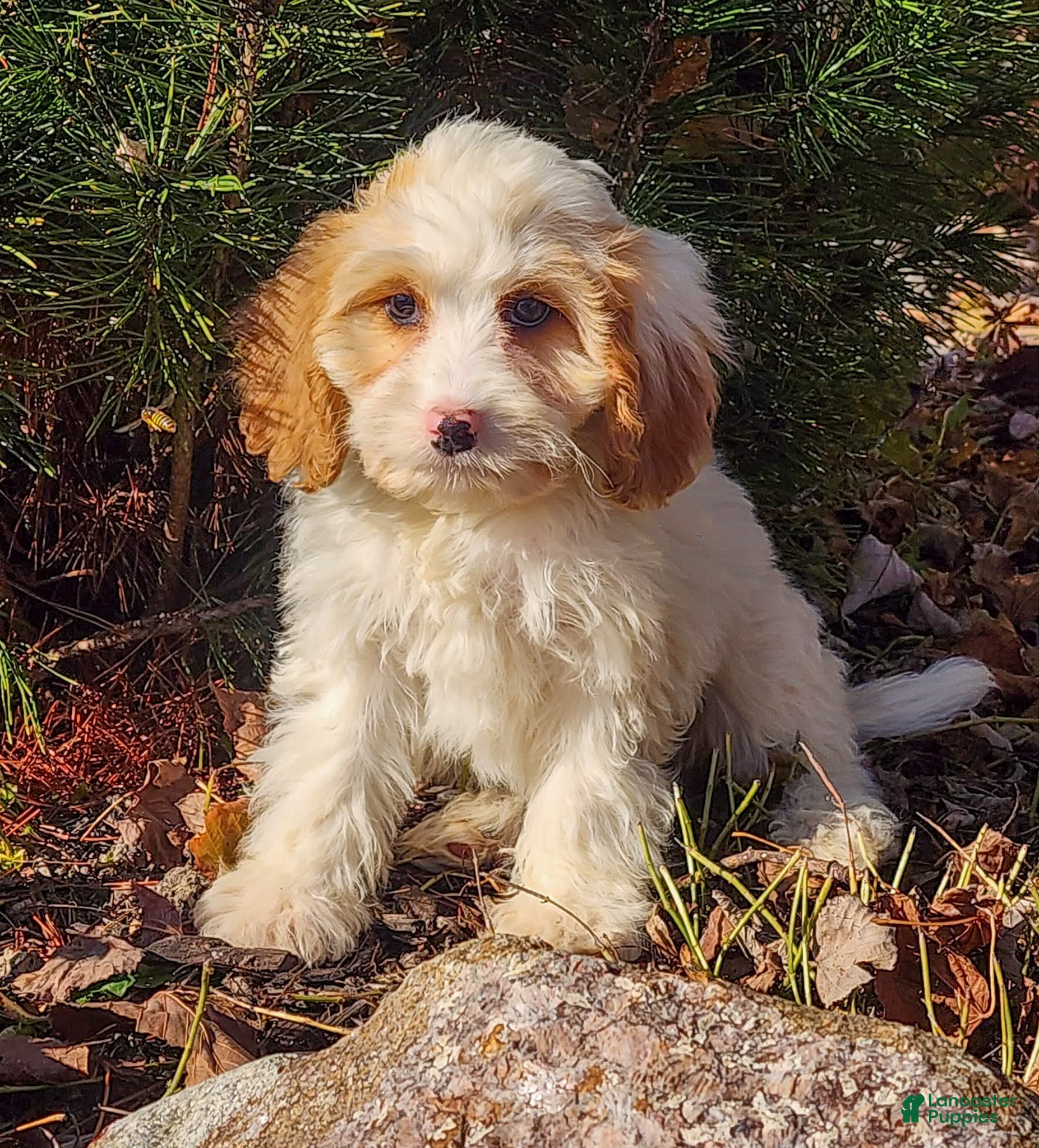 Cavapoo dogs Selena - Ad 11