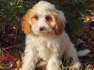 Cavapoo dogs Selena - Ad 35