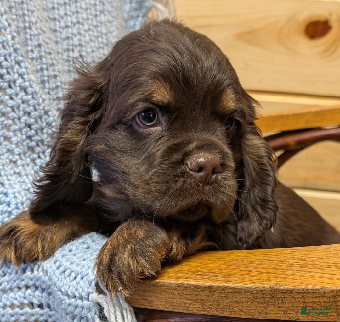 Cocker Spaniel dogs for sale: Wyoming - Ad 4