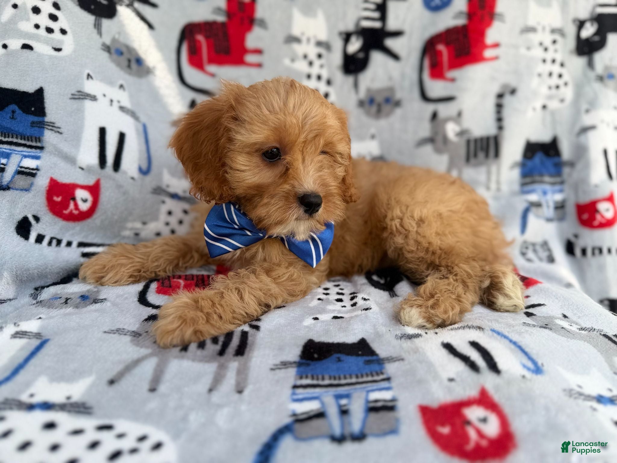 Cavapoo dogs Conner - Ad 2