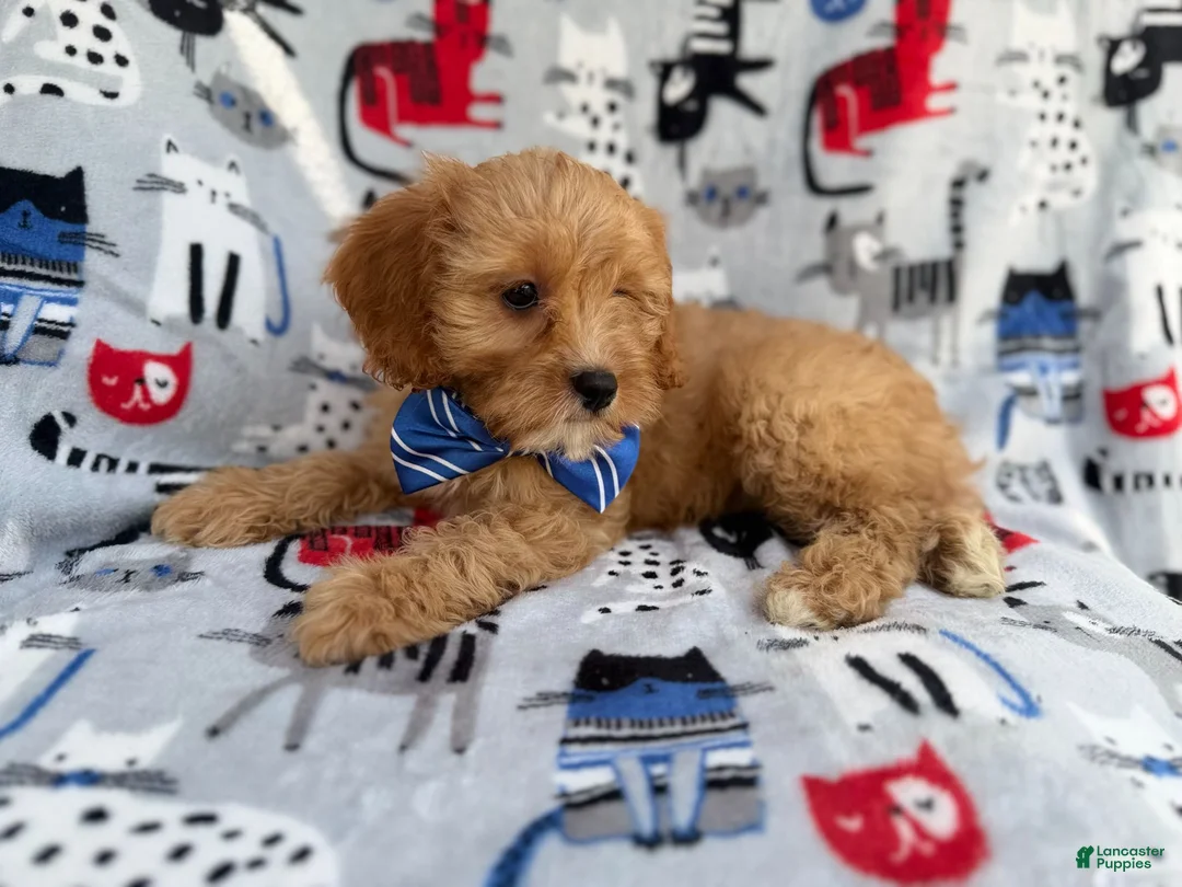 Cavapoo dogs for sale: Conner - Ad 2