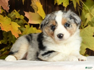 Miniature Australian Shepherd dogs Hunter - Ad 18