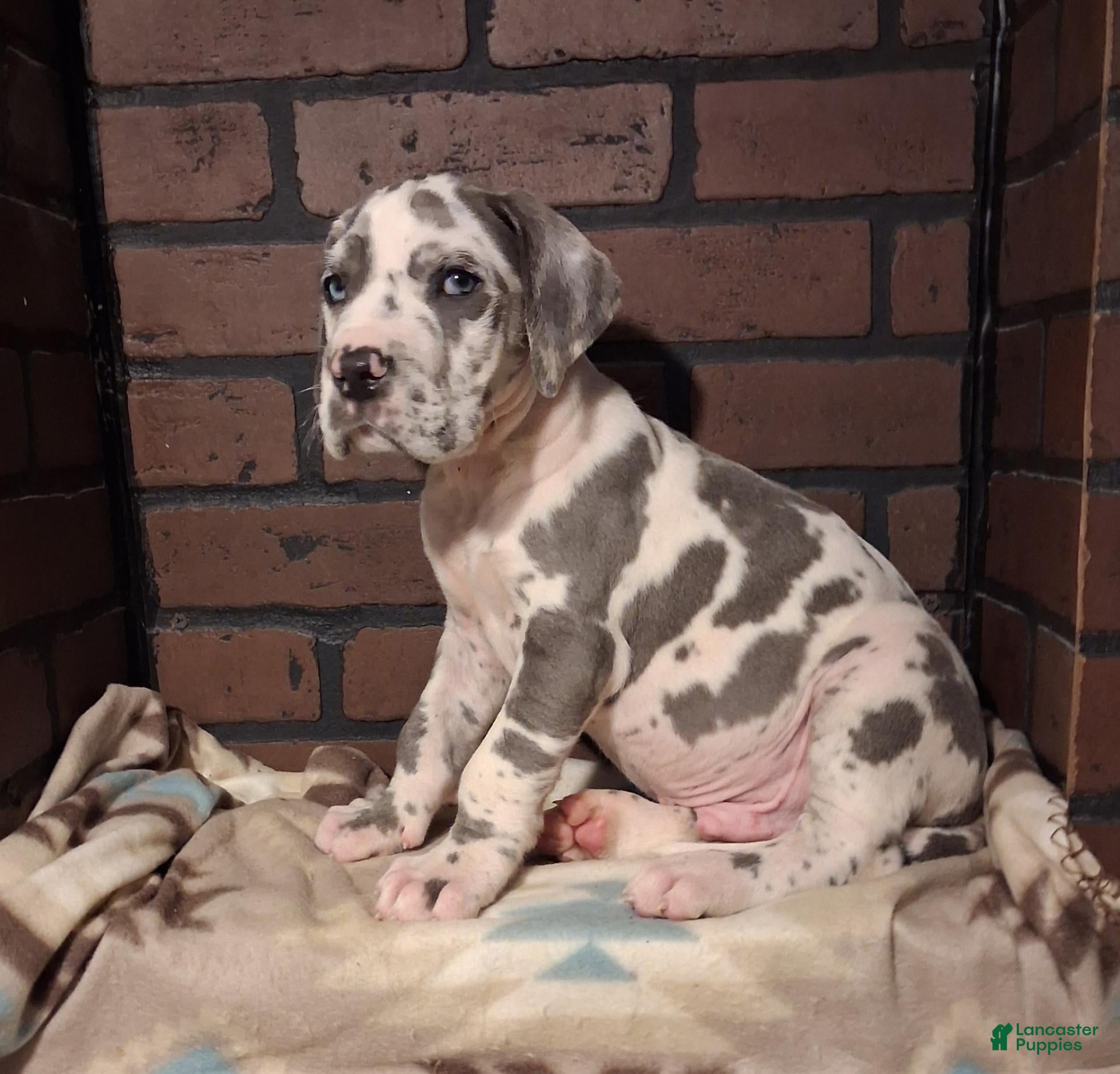Great Dane dogs Micah - Ad 38