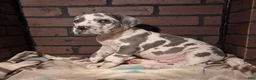 Great Dane dogs for sale: Micah - Ad 1