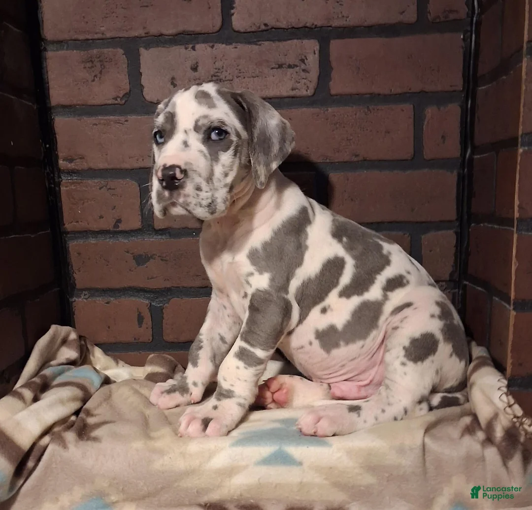 Great Dane dogs for sale: Micah - Ad 1