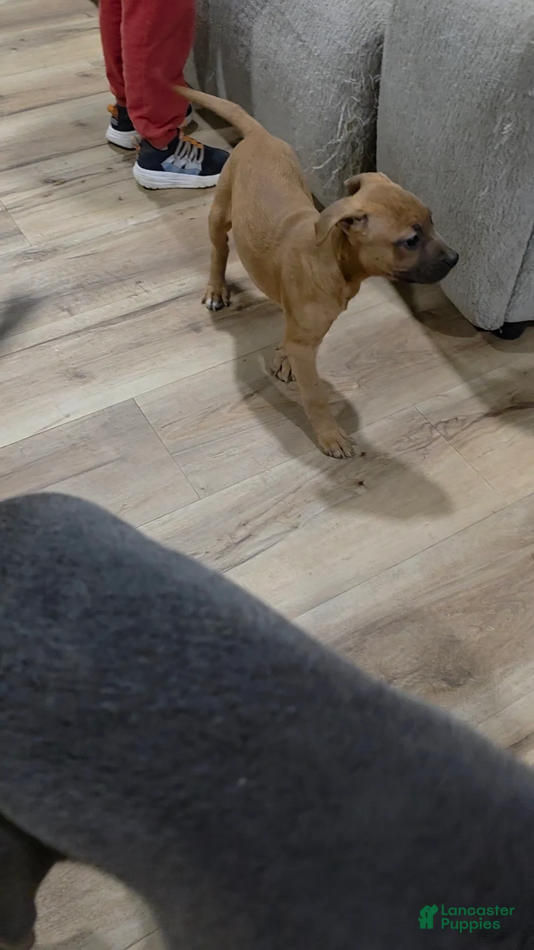 Mixed Breed dogs for sale: Anna 💜 - Ad 11