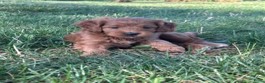 Cocoa Puff