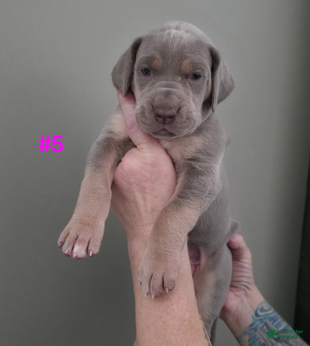Great Dane dogs for sale: Great Dane Puppy 5 - Ad 3