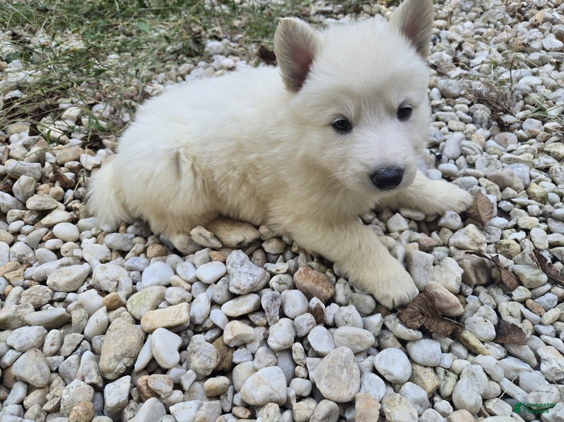 German Shepherd dogs for sale: SnowBall - Ad 1