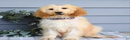 Goldendoodle dogs for sale: Millie - Ad 5