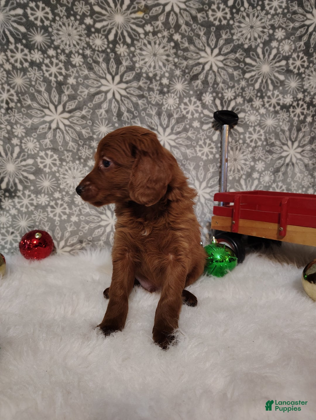 Irish Doodle dogs for sale: Cooper - Ad 2