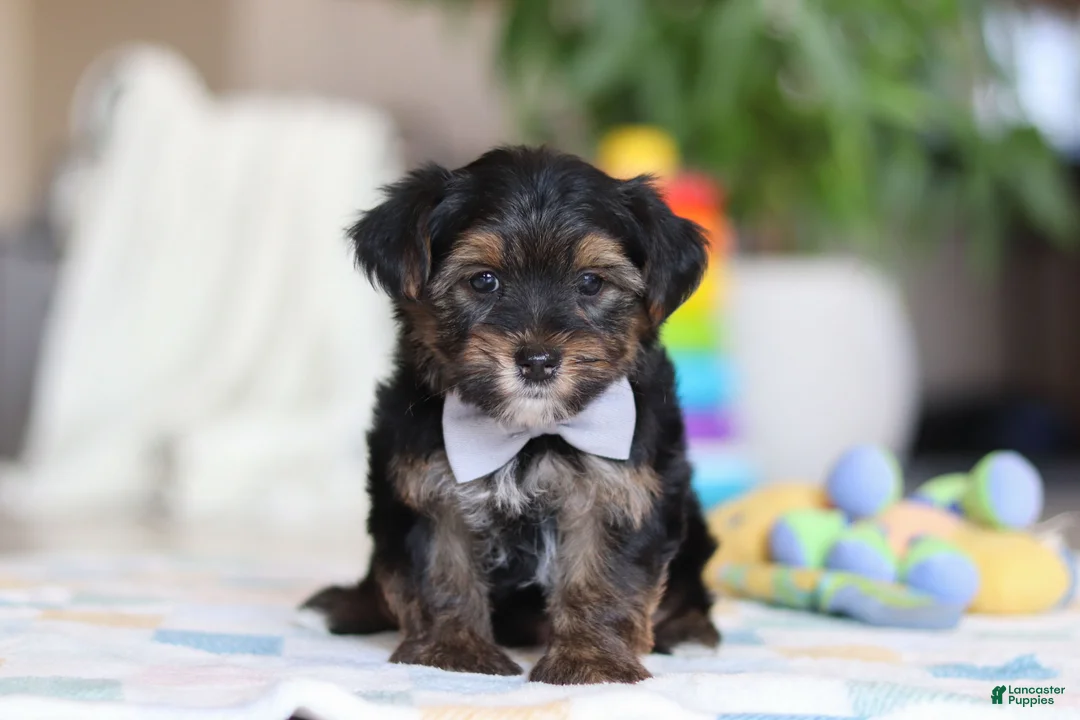 Morkie dogs for sale: Leroy - Ad 1