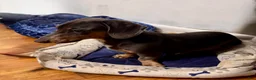 Dachshund dogs for sale: Zipper - Ad 5