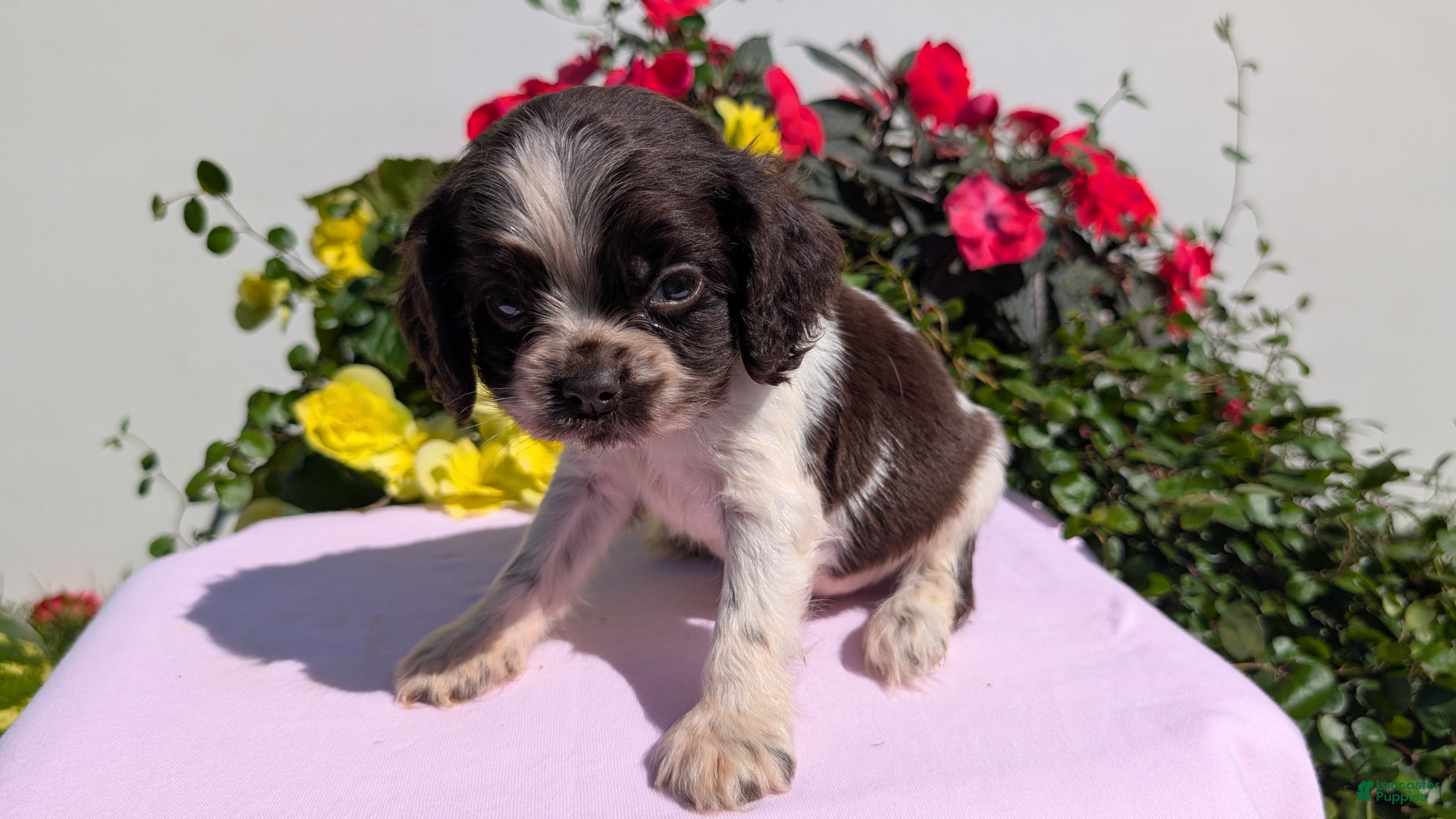 Sale Craigslist Cavalier King Charles Craigslist German Shepherd