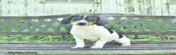 Mixed Breed dogs for sale: Oliver - Ad 4