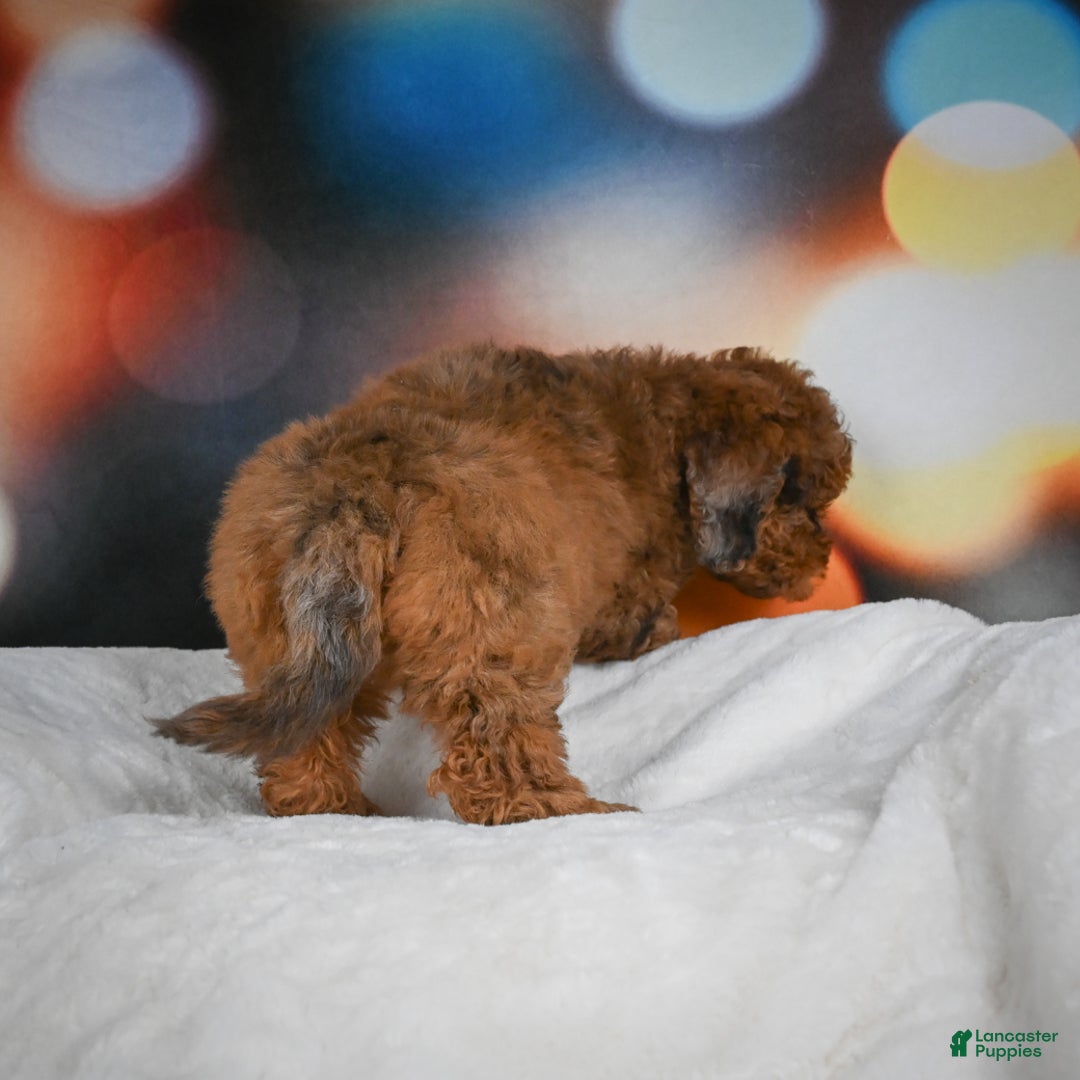 Mini Aussiedoodle dogs for sale: Annie - Ad 8
