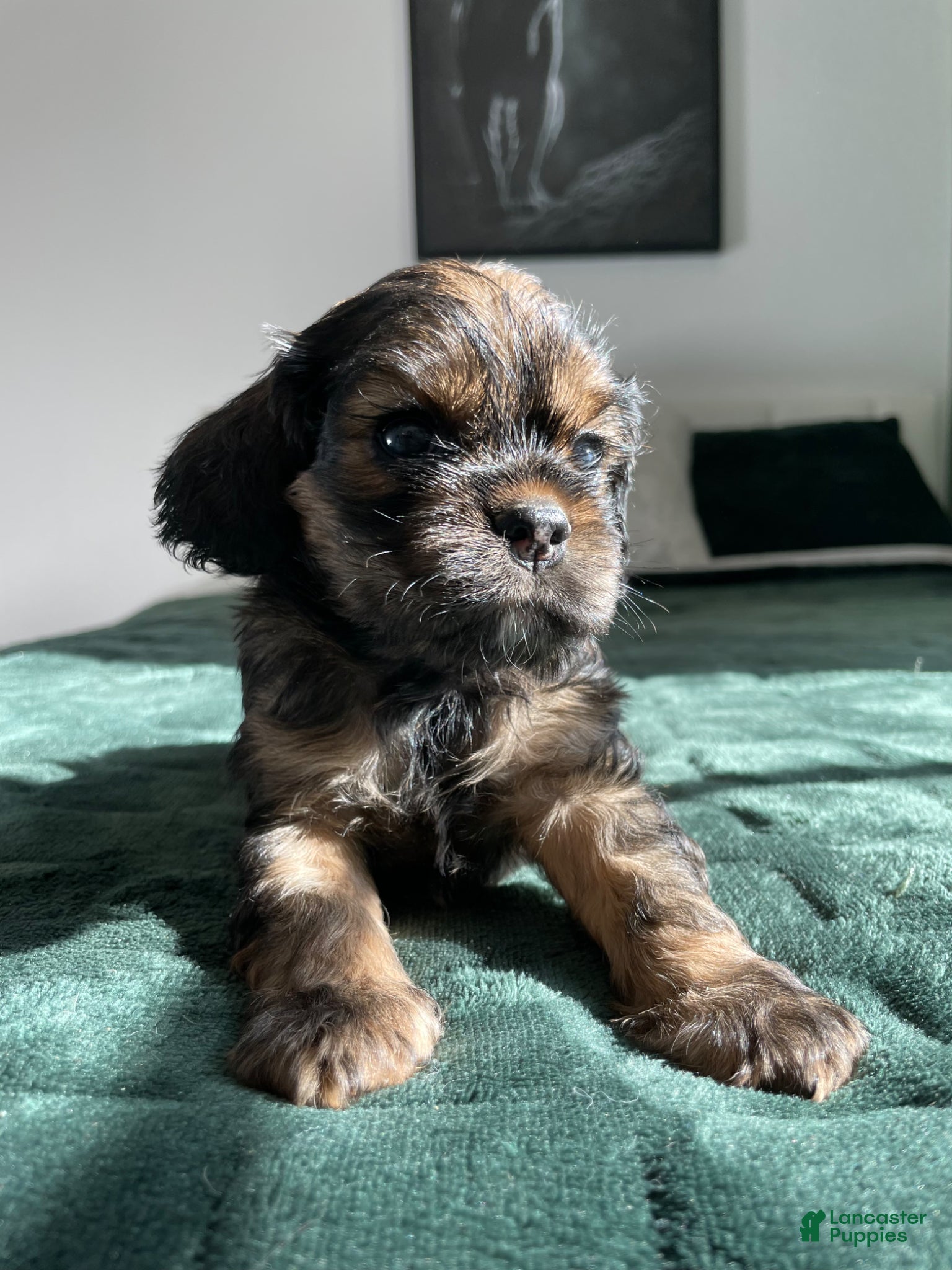Cocker Spaniel dogs Maxine - Ad 3
