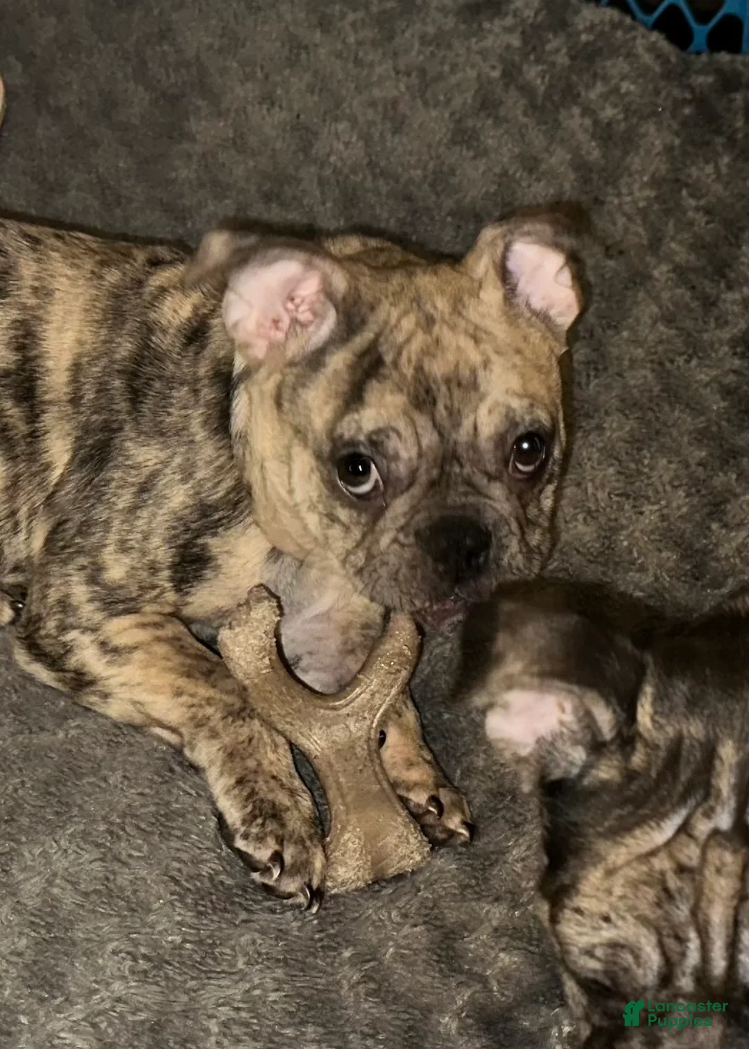 French Bulldog dogs for sale: Junior - Ad 1