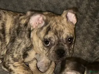 French Bulldog dogs Junior - Ad 9