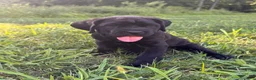 Cane Corso dogs for sale: Violet - Ad 3