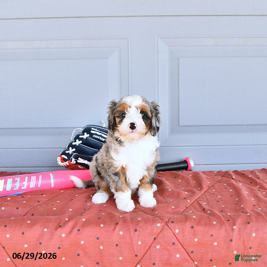 Mixed Breed dogs Rocket - Ad 2