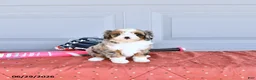Mixed Breed dogs for sale: Rocket - Ad 2