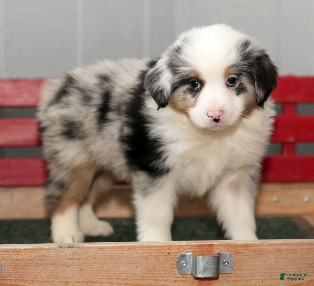 Miniature Australian Shepherd dogs for sale: Darrel - Ad 2