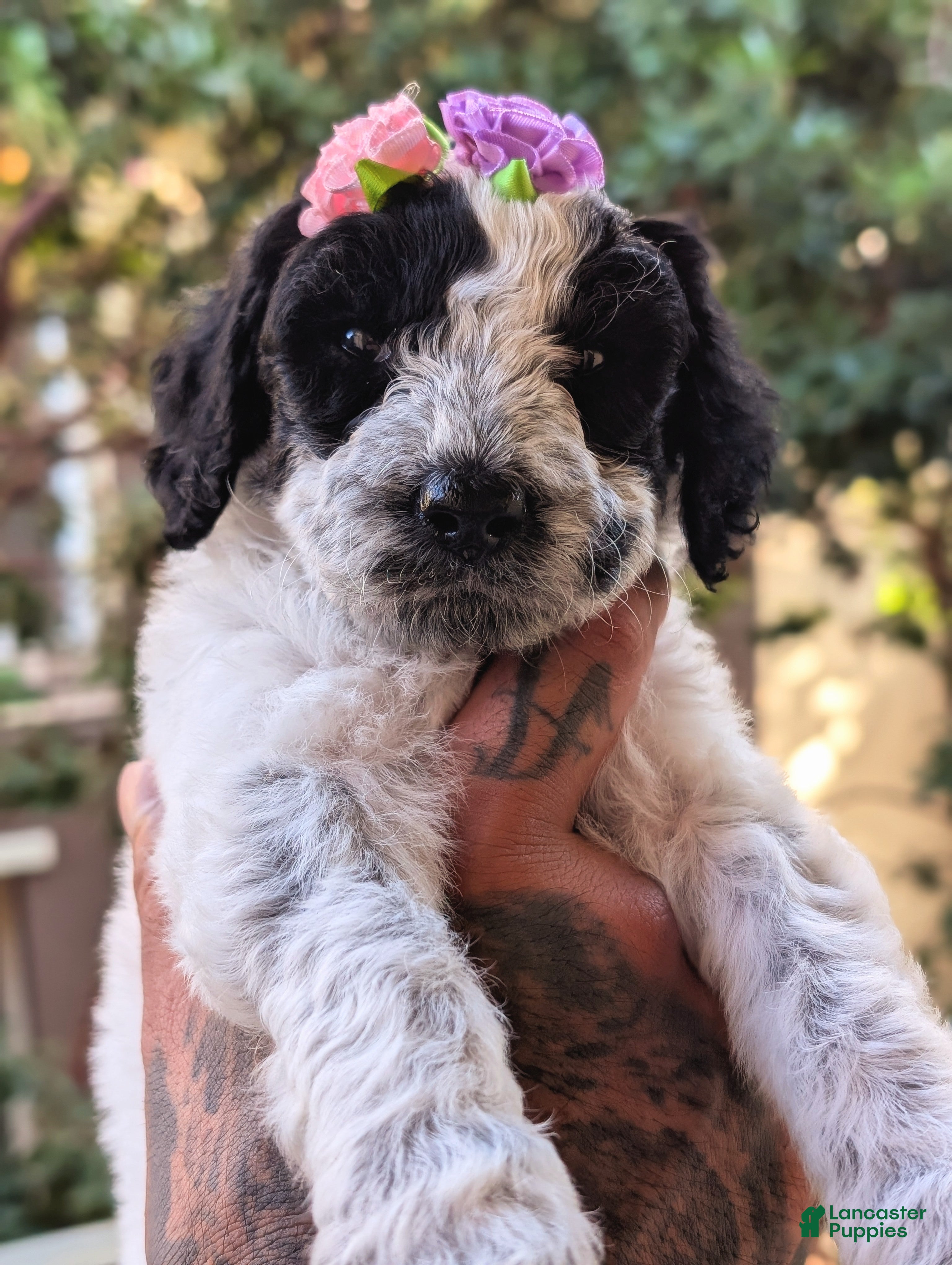 Mixed Breed dogs MARILYN  - Ad 2