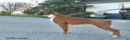 Boxer dogs for sale: Pro Winston  - Ad 5