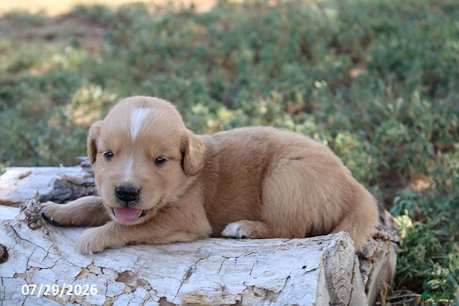 Golden Retriever dogs Buddy - Ad 29
