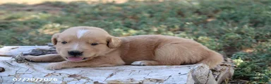 Buddy