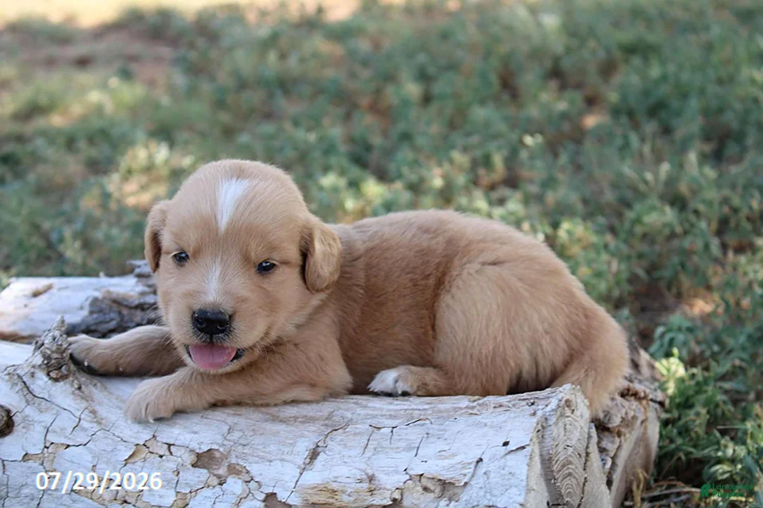 Golden Retriever dogs for sale: Buddy - Ad 1
