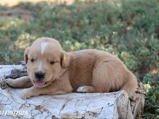 Golden Retriever dogs Buddy - Ad 29