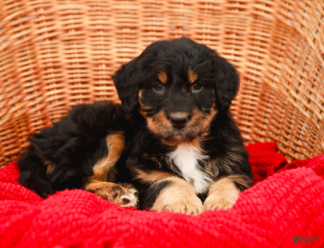 Aussiedoodle dogs for sale: Renae Standard - Ad 3