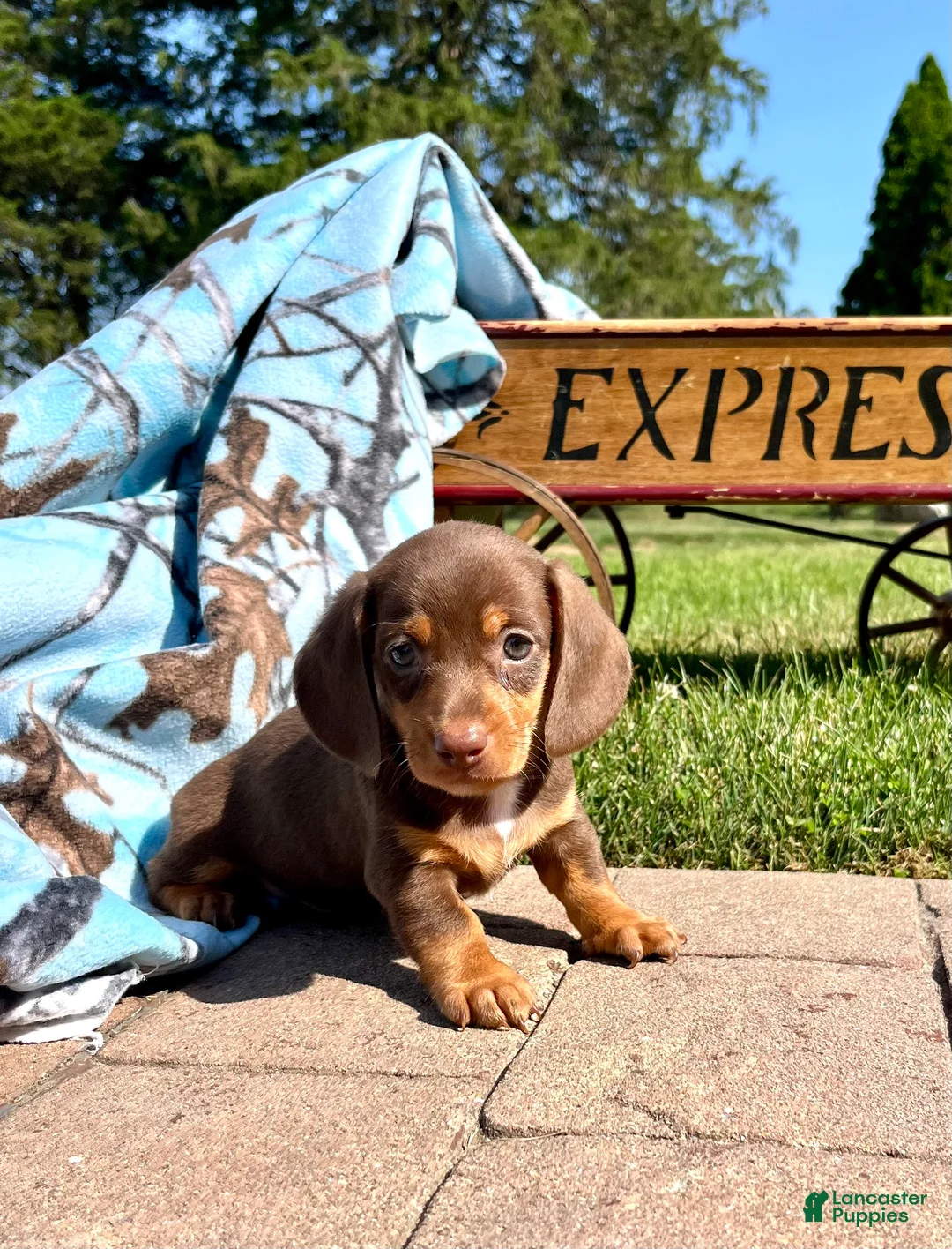 Dachshund dogs for sale: Oscar❤️AKC Registered🐾Text for a play date today - Ad 1