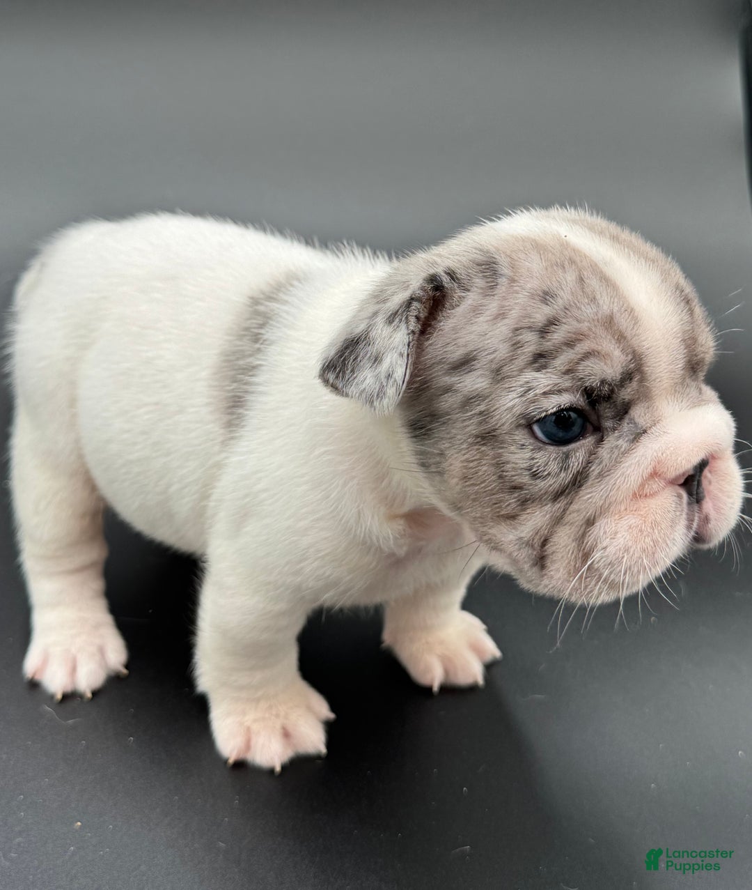 French Bulldog dogs for sale: French Bulldog Puppy 2 - Ad 7