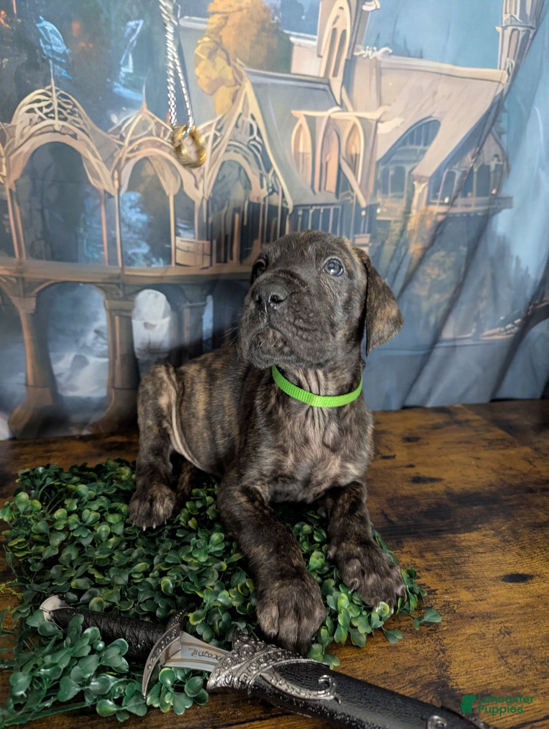 Great Dane dogs for sale: Boromir Brindle Male Great Dane Puppy  - Ad 3