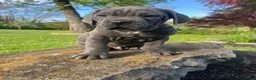 Cane Corso dogs for sale: Tanker - Ad 1
