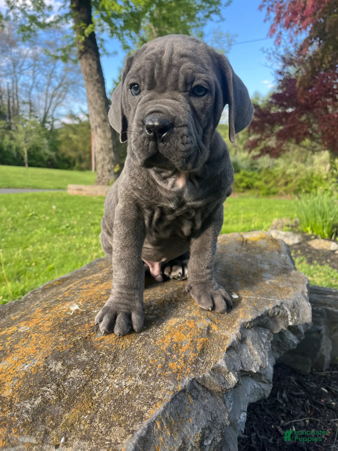 Cane Corso dogs for sale: Tanker - Ad 1
