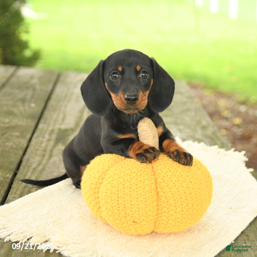 Miniature Dachshund dogs Allie - Ad 1